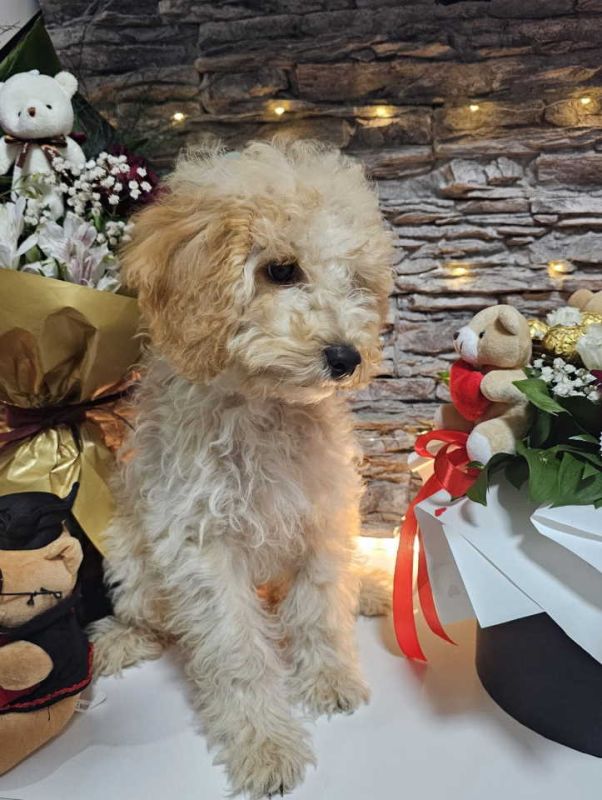 Dve vesele mini pudle apricot  - dečak I devojčica - Psi Oglasi Beograd