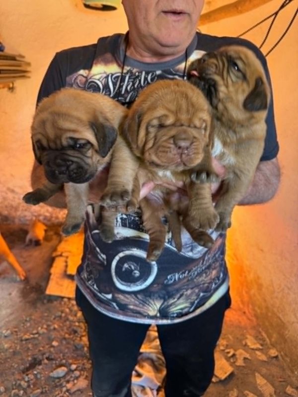 Bordoska Doga (Dogue de Bordeaux) prelepi stenci - Psi Oglasi Beograd