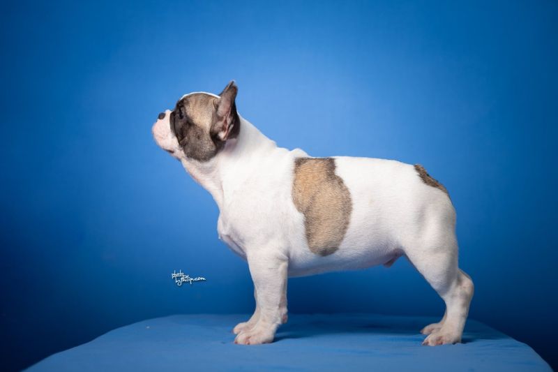 Francuski Buldog štenci - Psi Oglasi Beograd