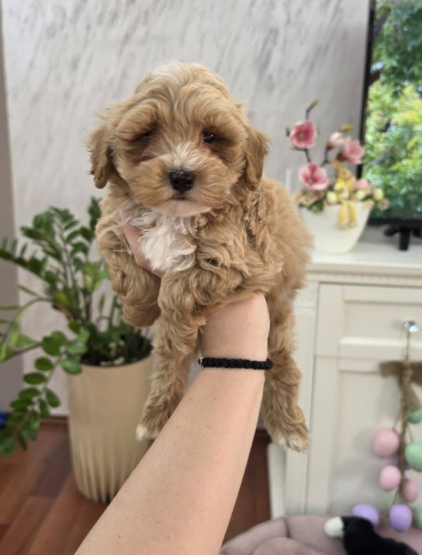 Maltipoo stenci spremni su za preuzimanje - Psi Oglasi Beograd