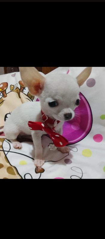 Mini civave - Psi Oglasi Beograd