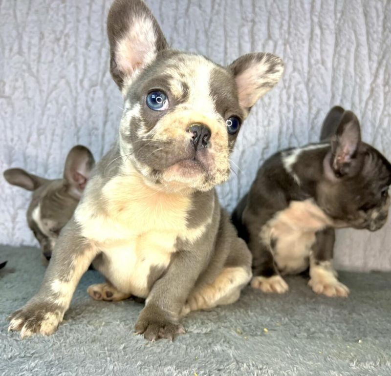 Francuski Buldog PRELEPI štenci - Psi Oglasi Beograd