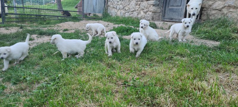 Beli švajcarski ovčar prelepi štenci - Psi Oglasi Beograd