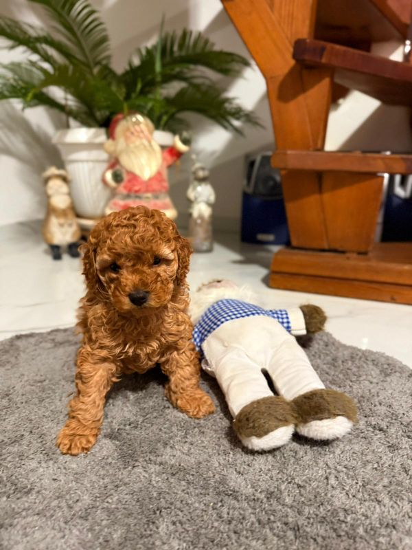 Crvena Toy Pudla žensko štene - Psi Oglasi Beograd