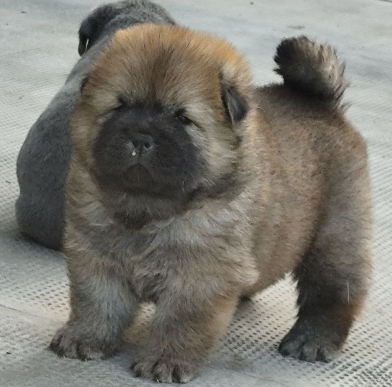 Chow Chow muško - Psi Oglasi Beograd