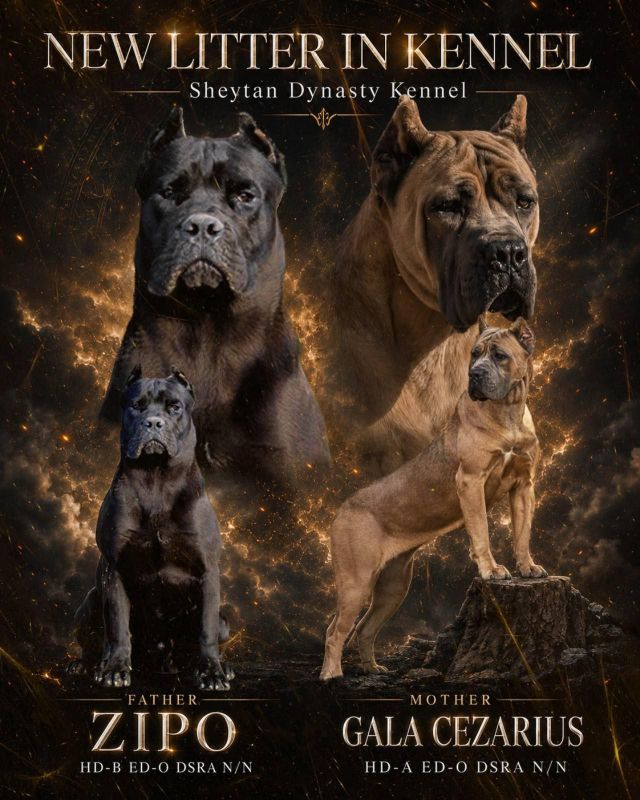 Cane Corso VRHUNSKI štenci - Psi Oglasi Beograd