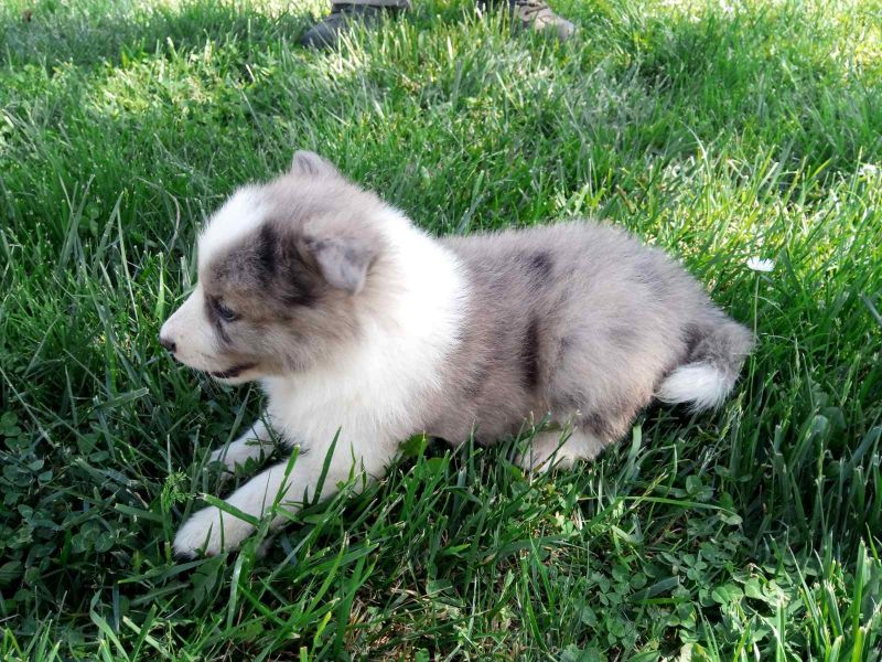 Na prodaju stenci Border collie - Psi Oglasi Beograd Na prodaju stenci Border collie - Psi Oglasi Beograd