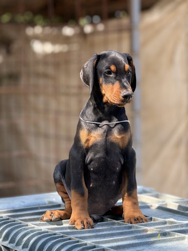 Prodaju se prelepi štenci dobermana, stari 3 meseca - Psi Oglasi Beograd Prodaju se prelepi štenci dobermana, stari 3 meseca - Psi Oglasi Beograd