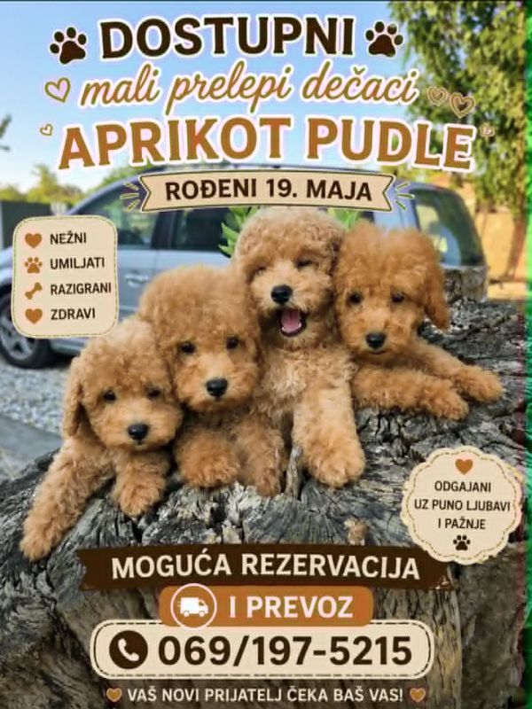 Pudle prelepi kučići - Psi Oglasi Beograd