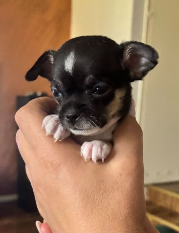Čivava štene prelepa Civava Chihuahua apple head - Psi Oglasi Beograd