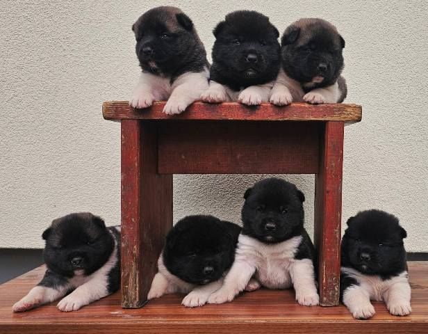 Američka Akita TOP štenci - Psi Oglasi Beograd Američka Akita TOP štenci - Psi Oglasi Beograd