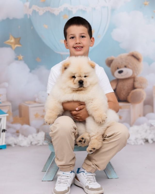 CHOW CHOW zensko stene - Psi Oglasi Beograd CHOW CHOW zensko stene - Psi Oglasi Beograd