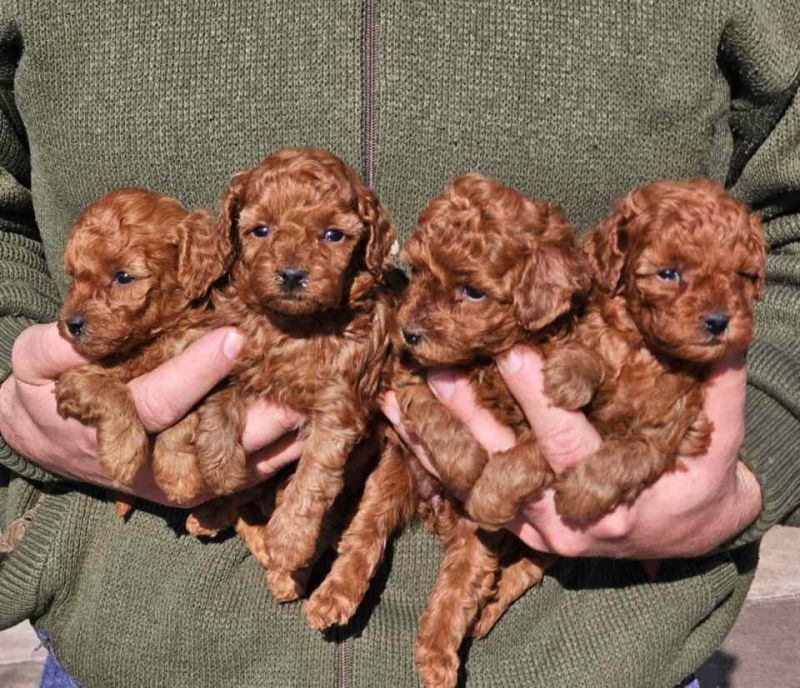 Najmanje pudle, od najlepsih roditelja u Evropi samo u Pom_Hash_Starsu - Psi Oglasi Beograd