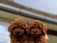 Najmanje pudle, od najlepsih roditelja :: Psi Oglasi Beograd