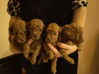 Crvene toy pudle :: Psi Oglasi Beograd