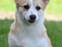 Velski korgi/Welsh Corgi Pembroke :: Psi Oglasi Beograd