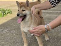 Shiba inu štenci :: Psi Oglasi Beograd