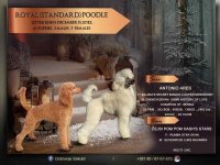 U ponudi štenci Kraljevske pudle vrhunskog porekla :: Psi Oglasi Beograd