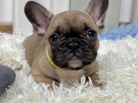 Francuski Buldog PRELEPI štenci :: Psi Oglasi Beograd