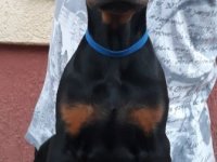 Štenci dobermana :: Psi Oglasi Beograd