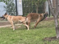 Malinoa štenci :: Psi Oglasi Beograd