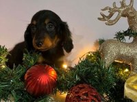 Mini dugodlaki jazavčari, štenci :: Psi Oglasi Beograd