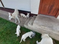 Beli švajcarski ovčar, štenci  vrhunskog porekla :: Psi Oglasi Beograd