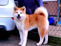 Akita Inu - mlada zenkica :: Psi Oglasi Beograd