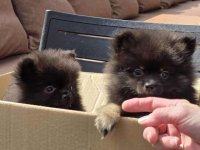 Na prodaju preslatki pomeranci :: Psi Oglasi Beograd