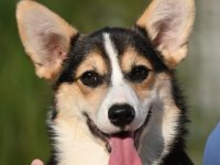 Velski korgi Welsh Corgi Pembroke :: Psi Oglasi Beograd