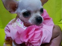 Mini princess Chihuahue :: Psi Oglasi Beograd Mini princess Chihuahue :: Psi Oglasi Beograd