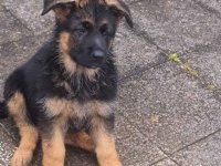 Nemački ovčar štenci :: Psi Oglasi Beograd