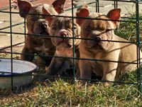 American Bully pocket i egzotic u lilac i coko boji, :: Psi Oglasi Beograd