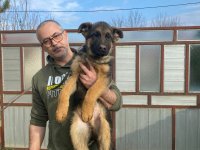 Nemački ovčar kratkodlaki, štenci u ponudi :: Psi Oglasi Beograd