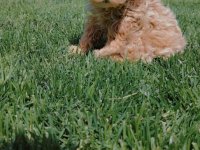 Maltipoo prelepi štenci :: Psi Oglasi Beograd