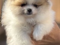 Pomeranac stenci :: Psi Oglasi Beograd