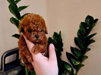 Neodoljive pudle toy i teacup :: Psi Oglasi Beograd