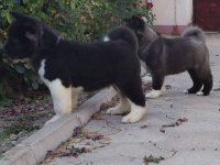 Američka Akita štenci :: Psi Oglasi Beograd