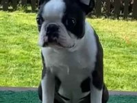 Dostupno muško štene Boston terijera :: Psi Oglasi Beograd