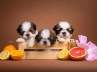 SHIH TZU štenci :: Psi Oglasi Beograd