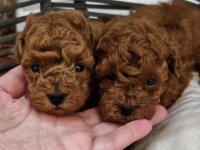 Savršene toy pudle u crvenoj boji :: Psi Oglasi Beograd