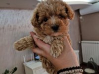 Neodoljivi stenci maltipoo :: Psi Oglasi Beograd