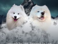 Samojed štenci i odrasli psi :: Psi Oglasi Beograd