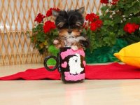 Yorkshire terijeri (Yorkie) – štenad :: Psi Oglasi Beograd