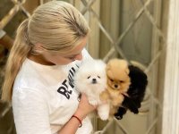 Nudimo novo leglo pomeranskih štenaca. :: Psi Oglasi Beograd