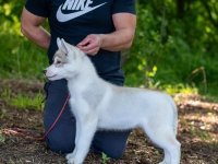 Sibirski Haski prelepi štenci :: Psi Oglasi Beograd