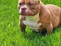 American Bully pocket i egzotic u lilac i coko boji :: Psi Oglasi Beograd