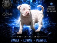 American bully štenci – vrhunski kvalitet :: Psi Oglasi Beograd