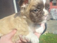 Francuski buldog štenci dugodlaki :: Psi Oglasi Beograd