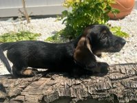 Jazavičar oštrodlaki, vrhunski štenci :: Psi Oglasi Beograd